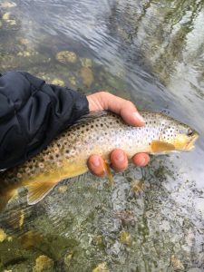cayuga b